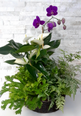 Tropical Orchid Planter